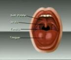 learn about snoring and osa