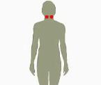 learn about the endocrine glands