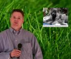 cat scratch disease healthy kid tips com