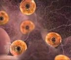female fertility facts