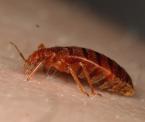 how to know if you have bedbugs