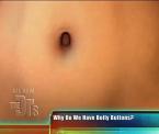why we have belly buttons