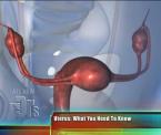 what you need to know about the uterus