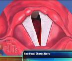 how the vocal chords work