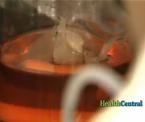 growing a liver in a lab for transplantation