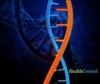 the effect of patented genes on breast cancer testing