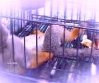 animal testing facts and alternatives