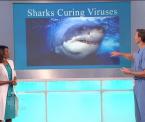the secret cures for viruses in sharks