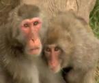 monkeys and medication may hold the key to an ms cure