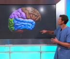 how alzheimers disease affects the brain