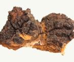 david wolfe on the health benefits of chaga mushrooms