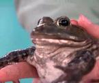myth or reality frogs cause warts