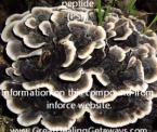mushroom found to heal colitis