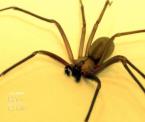 brown recluse infestation