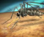 insect borne illness the west nile virus