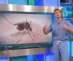how the west nile virus affects the body