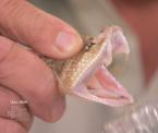 milking venom from a rattlesnake