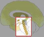 learn about altered mental states