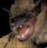 all about vampire bats
